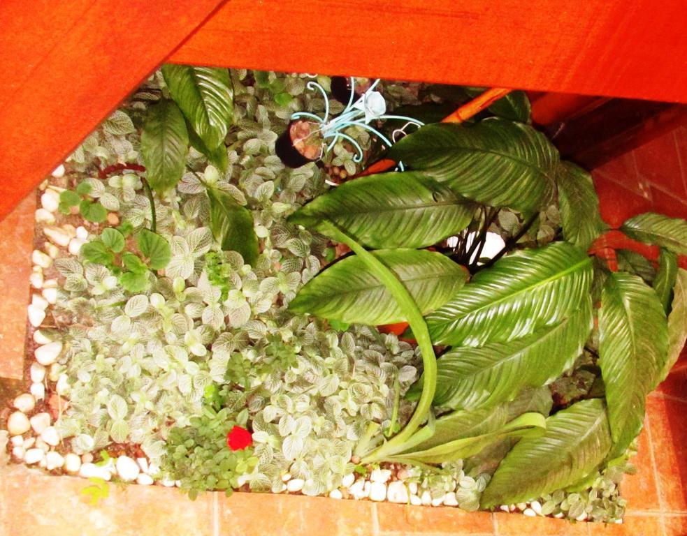 Pousada Flor De Lis Ilha Grande  외부 사진
