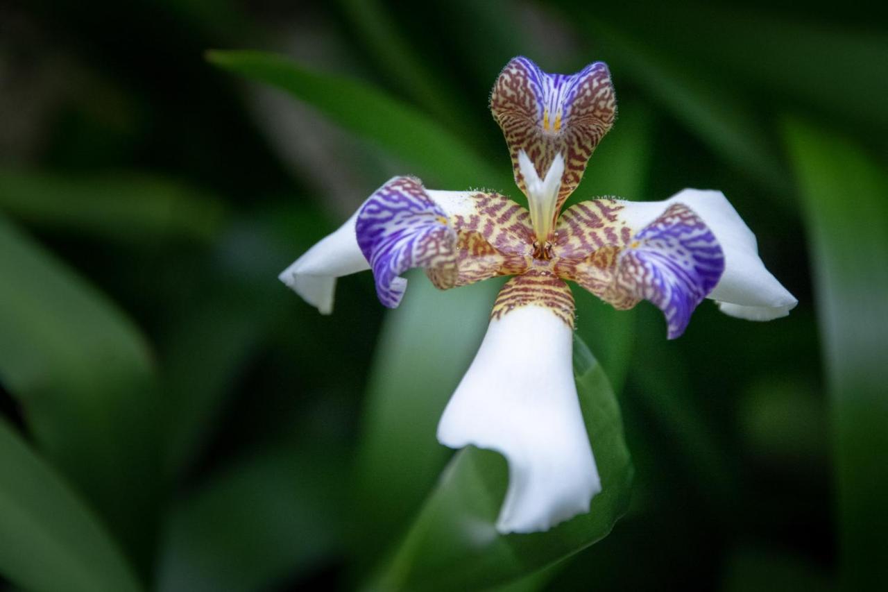 Pousada Flor De Lis Ilha Grande  외부 사진